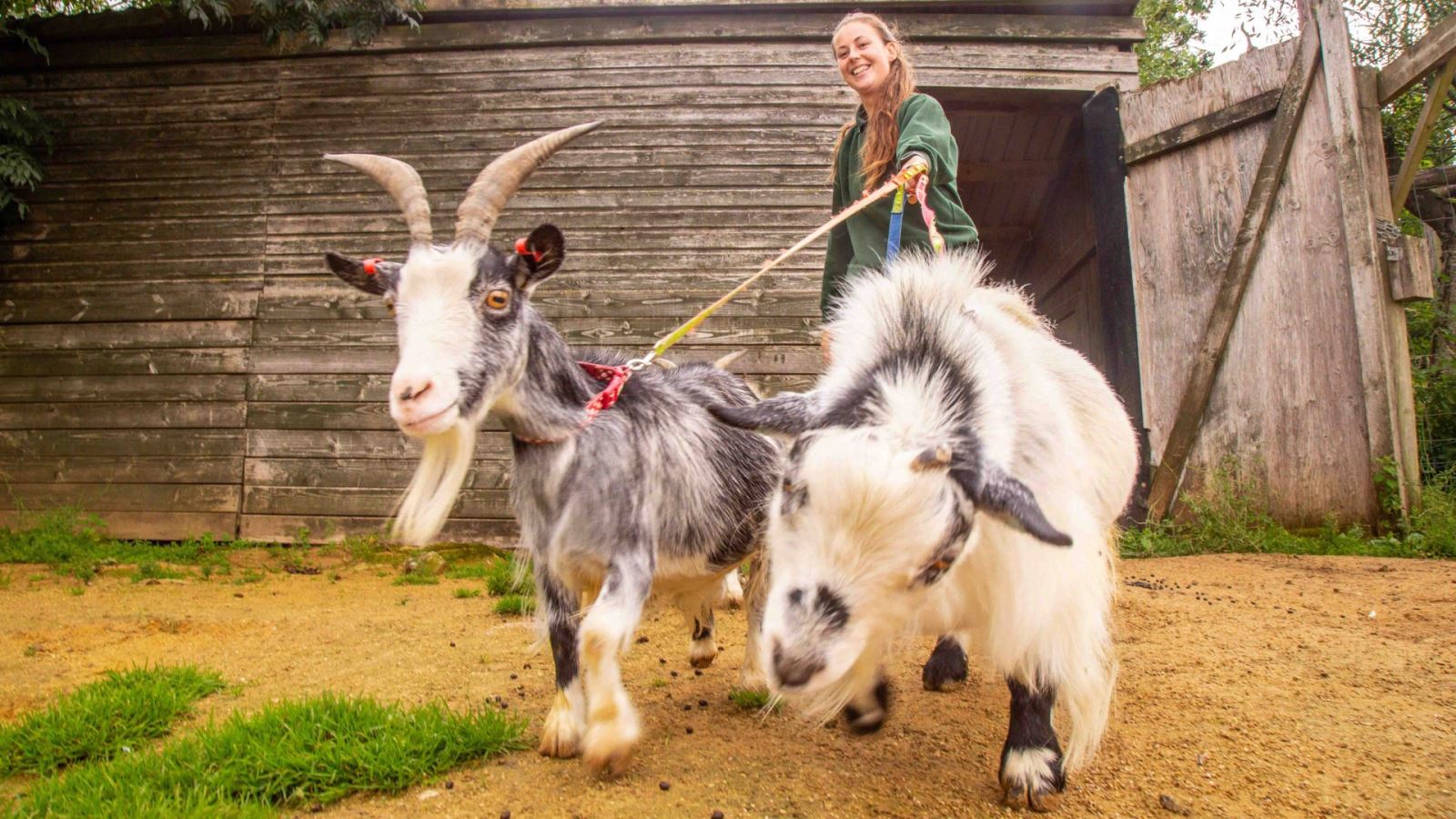 Keeper Jayne with the African Pygmy Goats